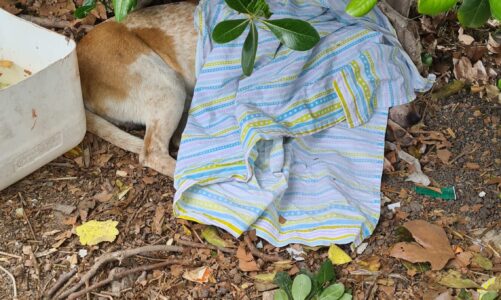 Cane investito e lasciato morente. Le sue condizioni appese a un filo