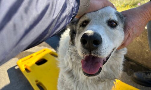 Cane investito e non soccorso: il sindaco Vitale deposita la querela per individuare il colpevole